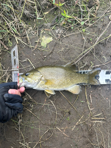 スモールマウスバスの釣果