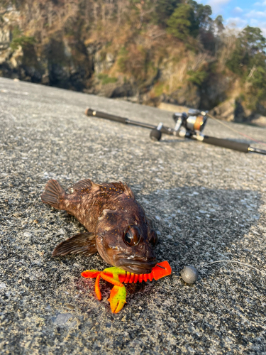 ムラソイの釣果