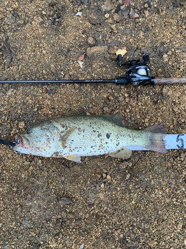 ラージマウスバスの釣果