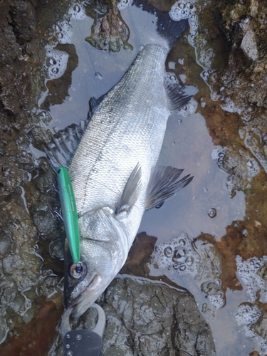 フッコ（ヒラスズキ）の釣果