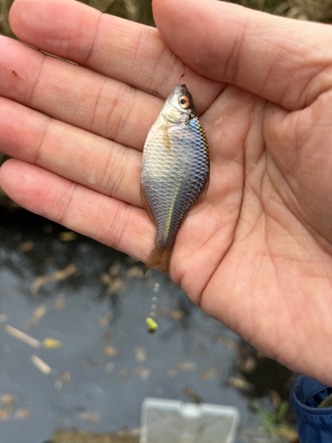 タイリクバラタナゴの釣果