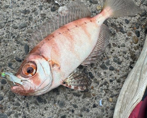 オオモンハタの釣果