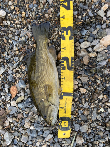 スモールマウスバスの釣果