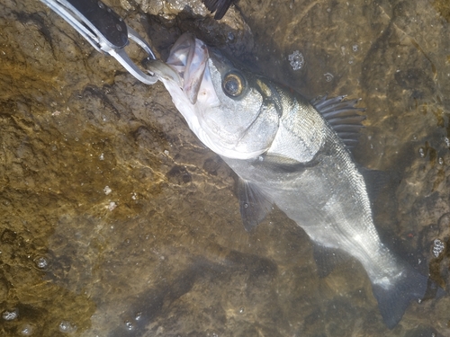 フッコ（ヒラスズキ）の釣果