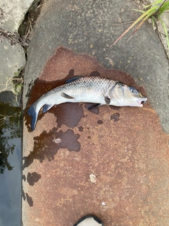 コイの釣果