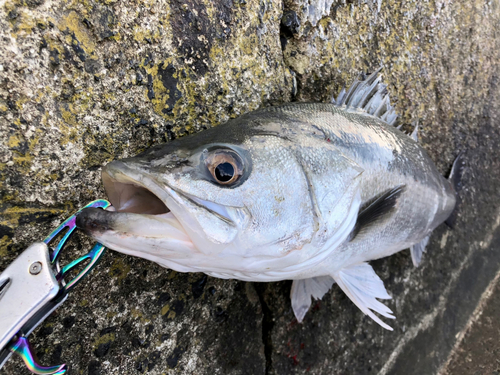 スズキの釣果