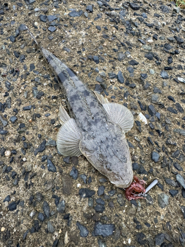 マゴチの釣果