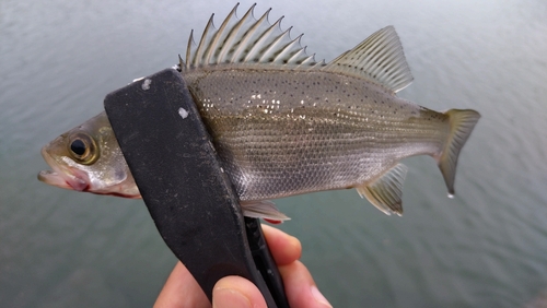 セイゴ（マルスズキ）の釣果