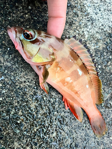 アカハタの釣果