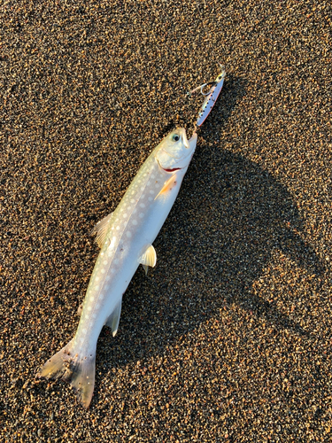 アメマスの釣果