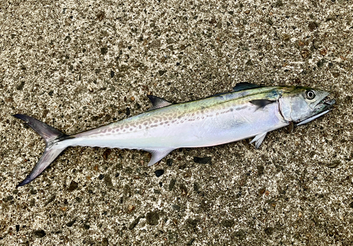 サゴシの釣果