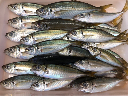 マアジの釣果