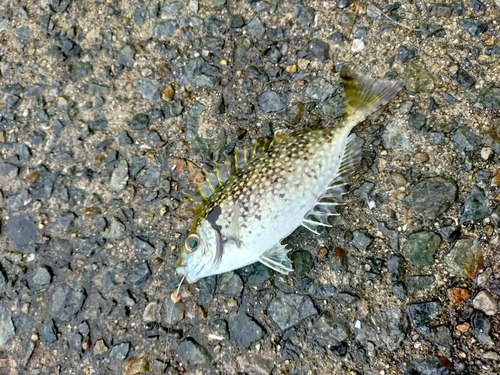 アイゴの釣果