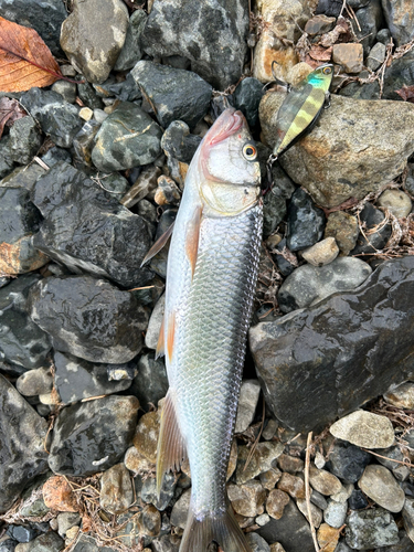 ハスの釣果