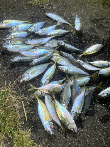 マアジの釣果