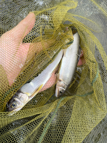 アユの釣果