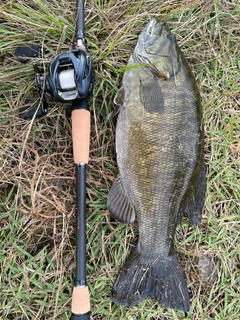 スモールマウスバスの釣果