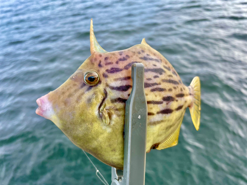 カワハギの釣果