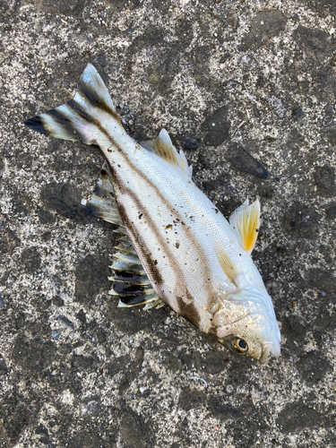 コトヒキの釣果