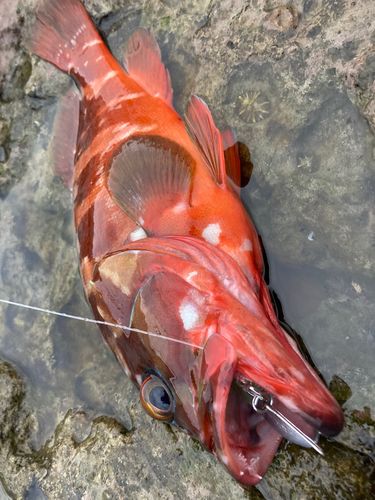 アカハタの釣果