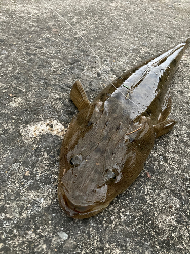 マゴチの釣果