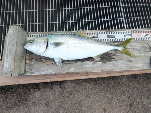 ワラサの釣果