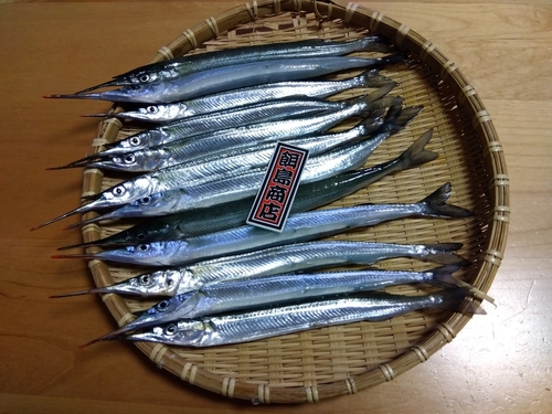 サヨリの釣果