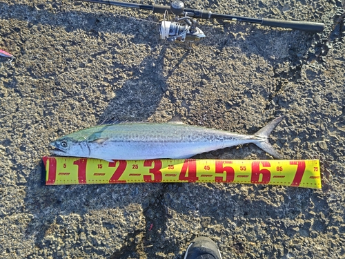 サゴシの釣果