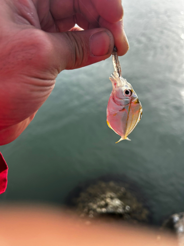 ヒイラギの釣果