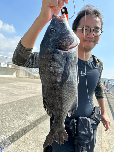 チヌの釣果