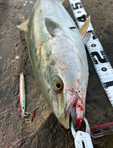 ブリの釣果