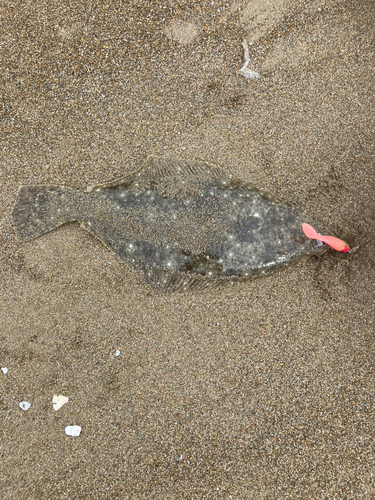 ヒラメの釣果