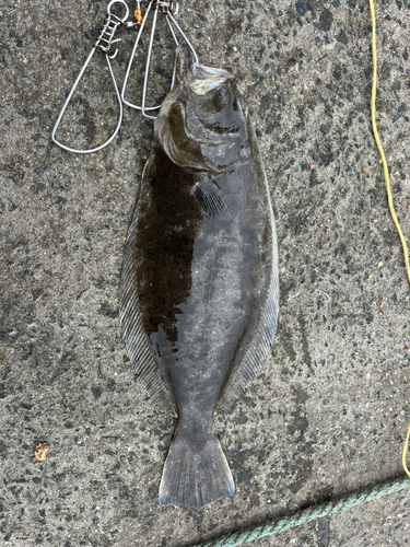 ヒラメの釣果