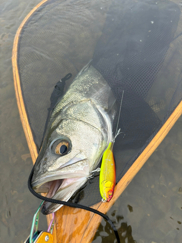 スズキの釣果