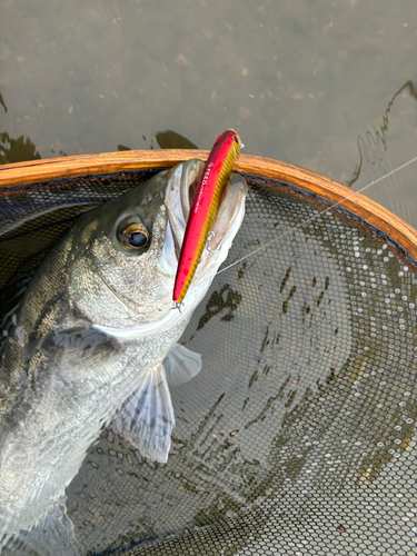 スズキの釣果