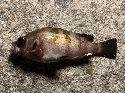 シロメバルの釣果