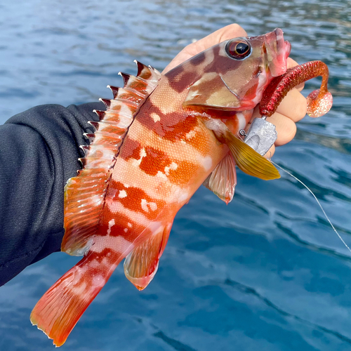 アカハタの釣果