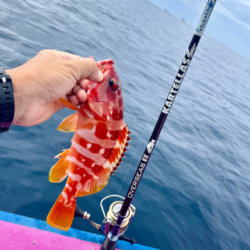 アカハタの釣果