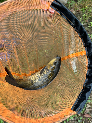 コイの釣果