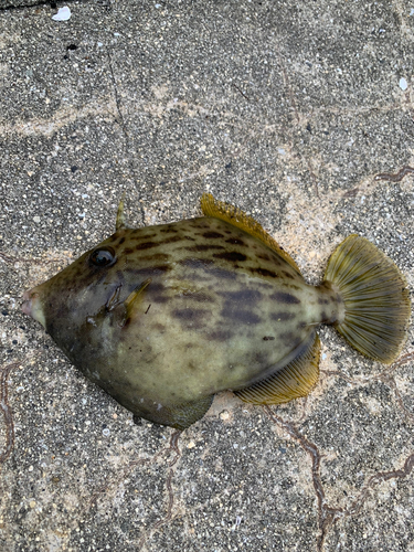 カワハギの釣果