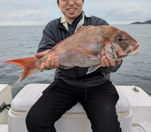 マダイの釣果