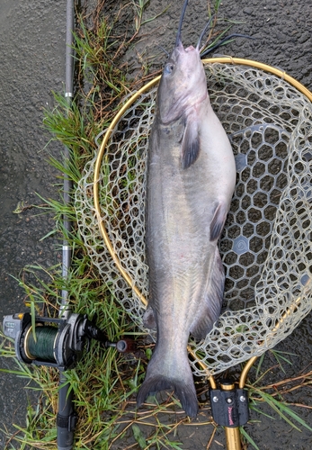 アメリカナマズの釣果