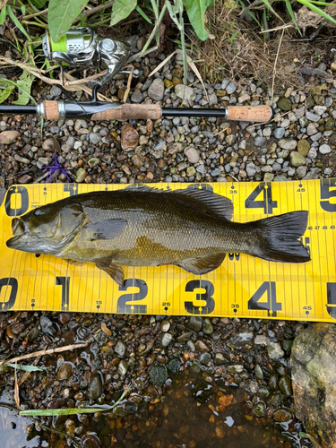 スモールマウスバスの釣果