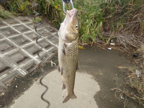 ニゴイの釣果