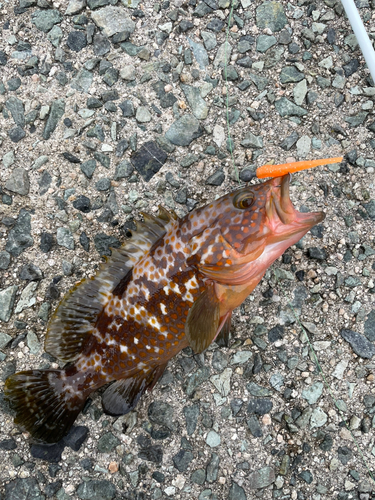 キジハタの釣果