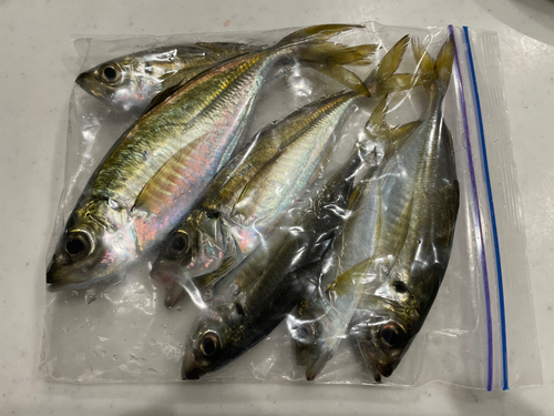 アジの釣果