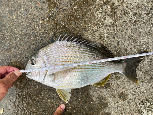 ヘダイの釣果