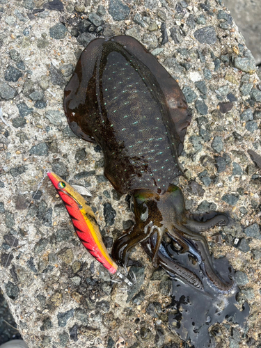 アオリイカの釣果