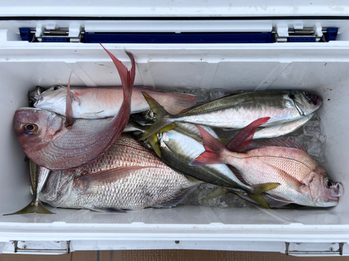 タイの釣果