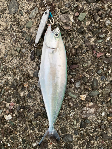 イケカツオの釣果